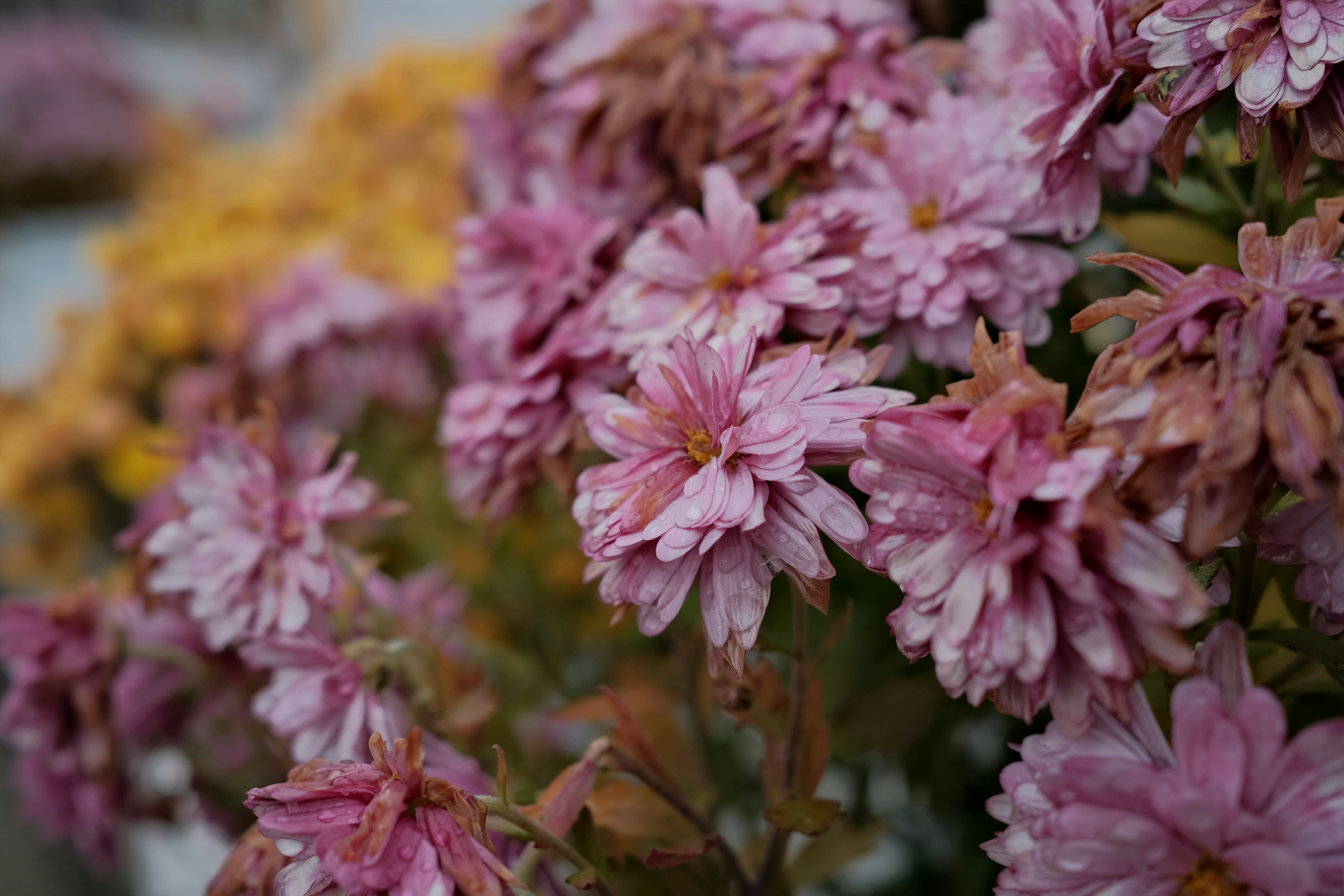 Photo by the1stcircle