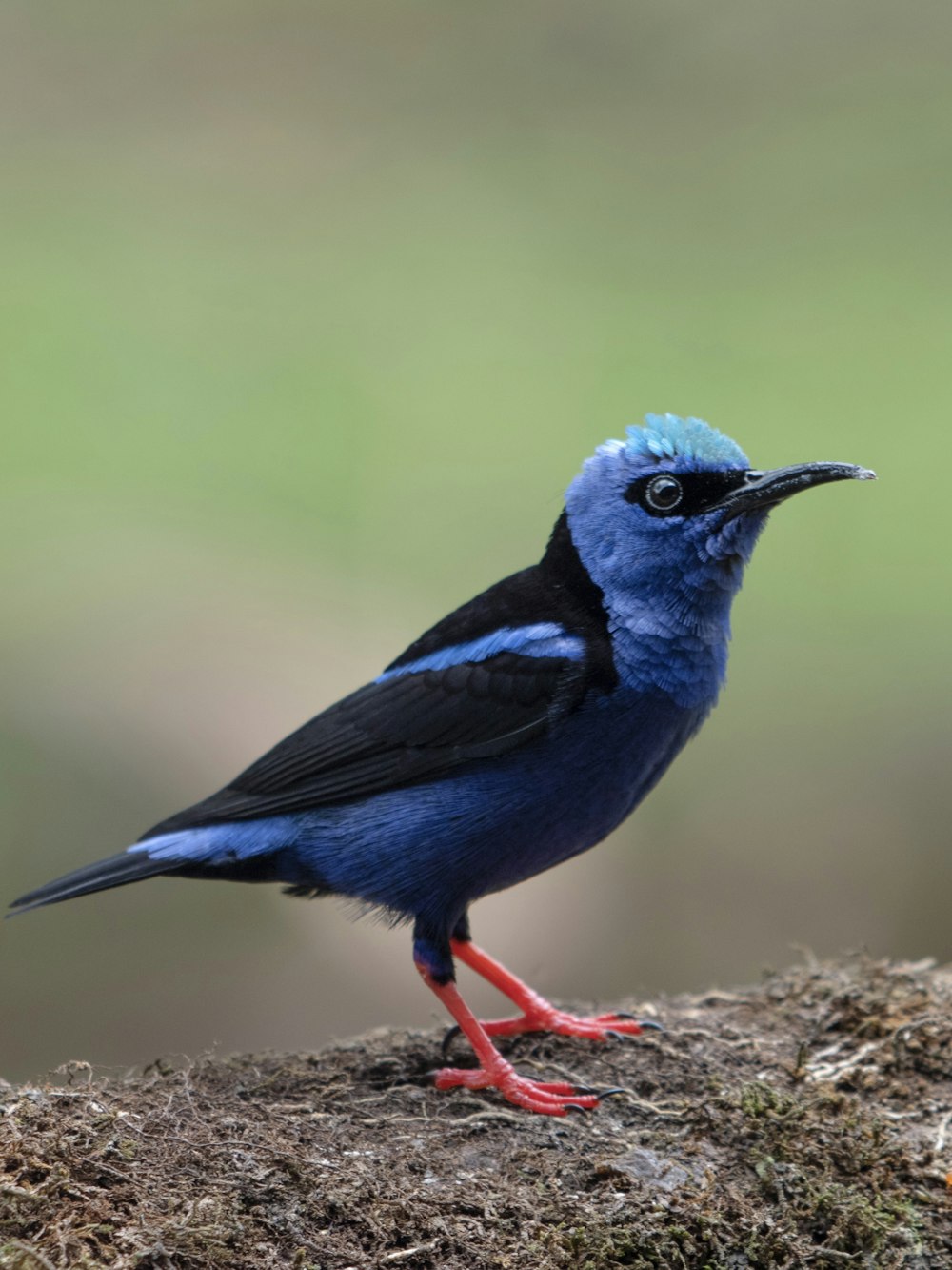 a blue and black bird standing on a rock