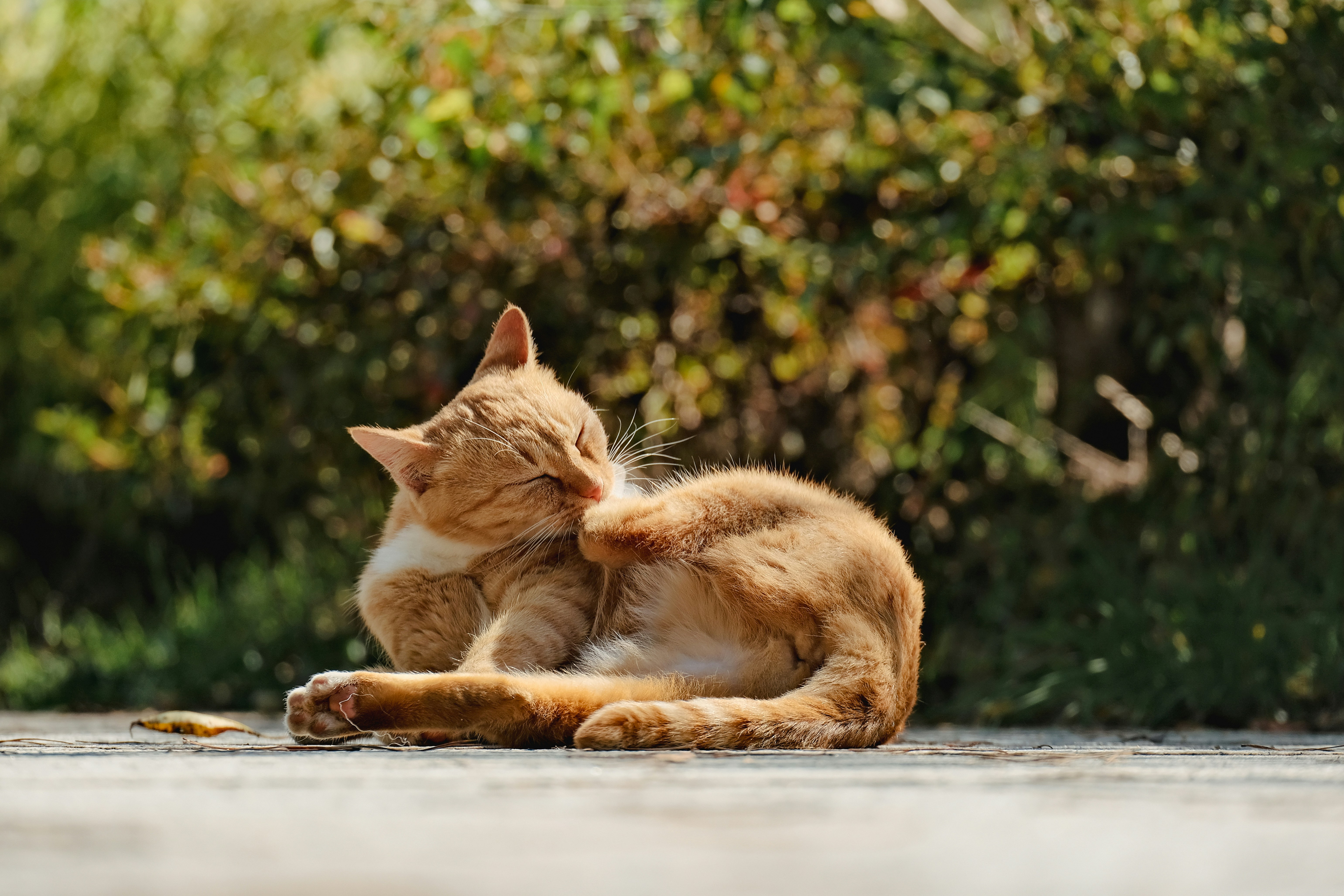 an orange and white cat laying on the ground