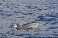 A dolphin is swimming just below the surface of the ocean, with its dorsal fin and part of its body emerging from the water. The sea is a deep blue with small waves and ripples, reflecting sunlight.