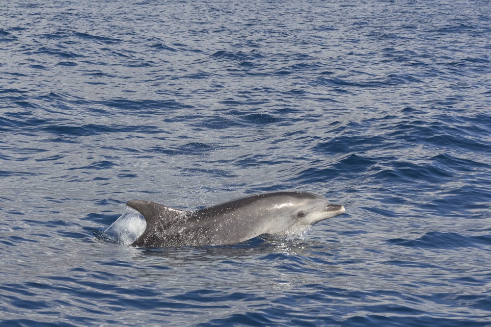 a dolphin swimming in the ocean with it's mouth open