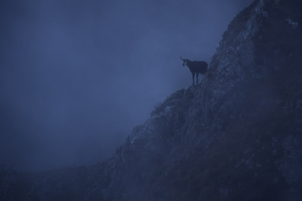 a goat standing on top of a mountain in the fog