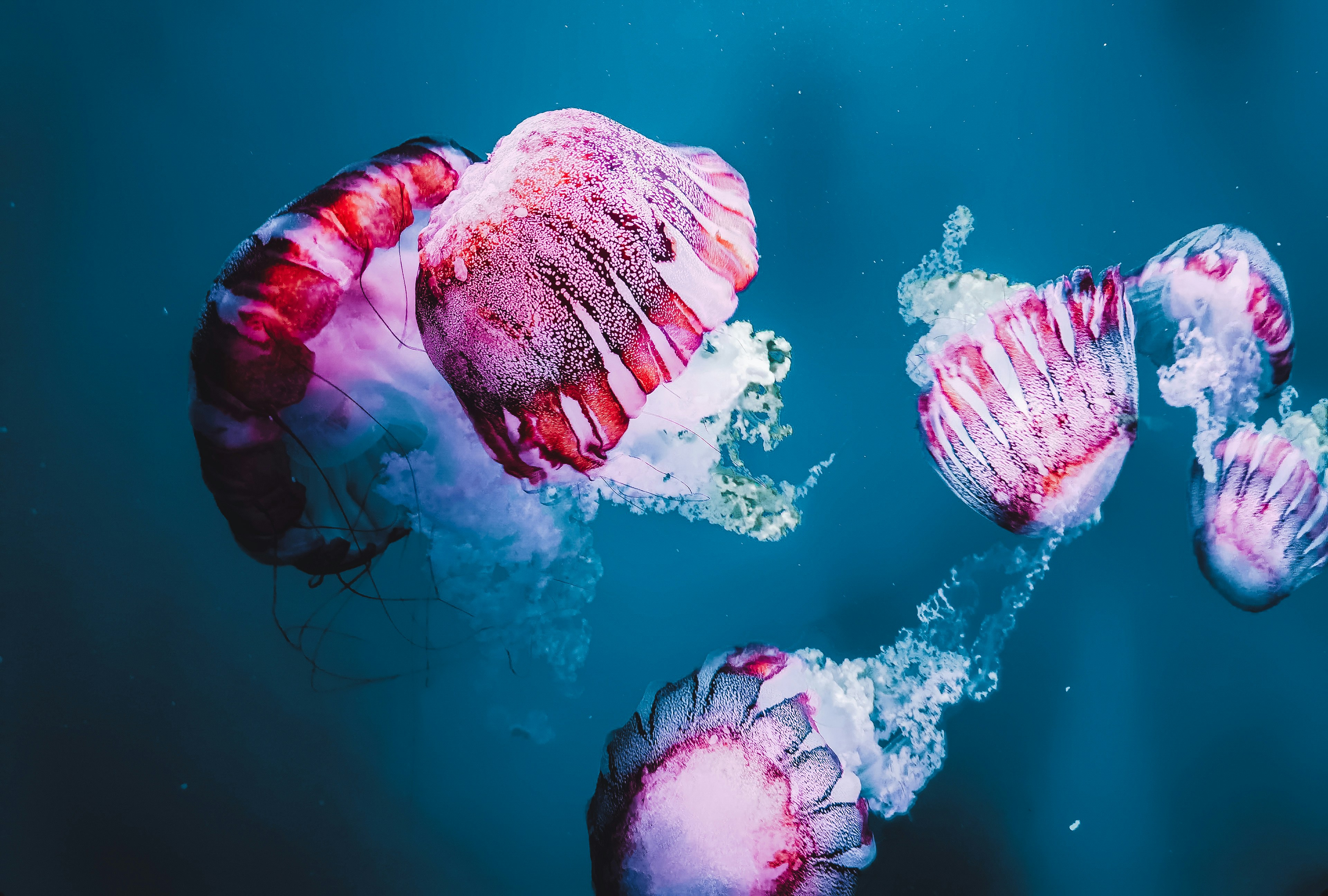 a group of jellyfish swimming in the water