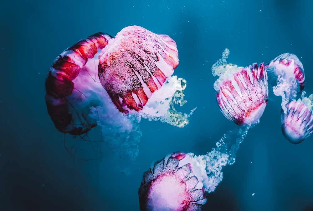 a group of jellyfish swimming in the water