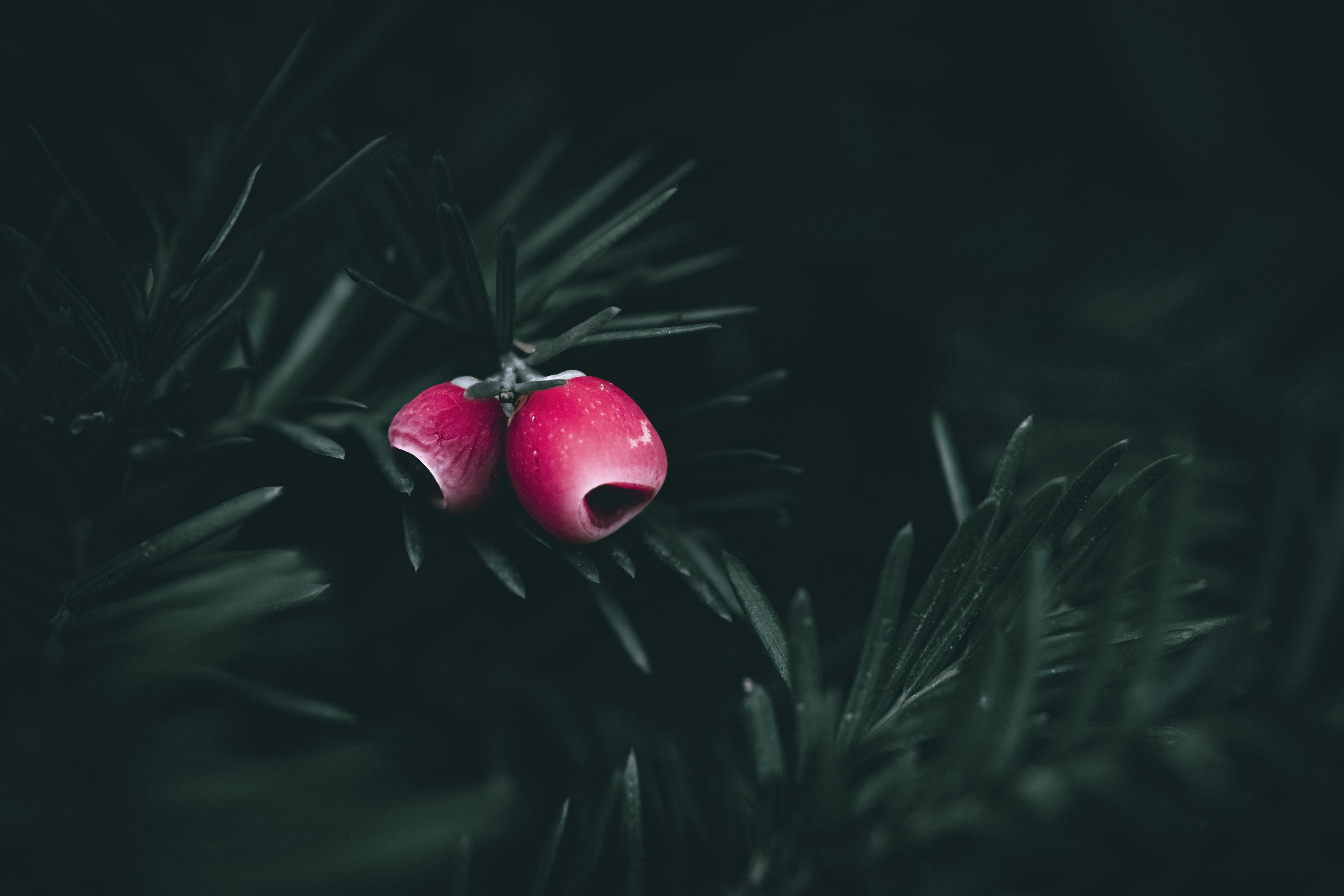 a couple of red berries sitting on top of a pine tree