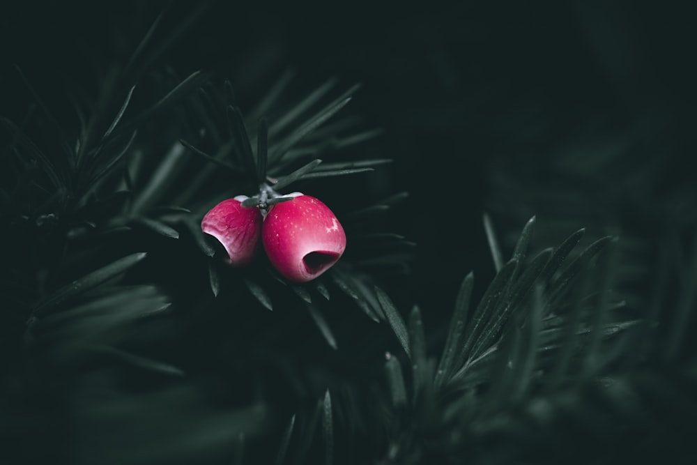 a couple of red berries sitting on top of a pine tree