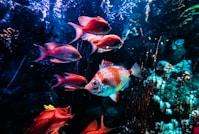 a group of fish swimming in an aquarium