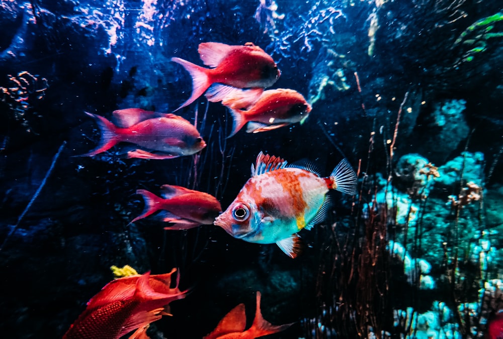 a group of fish swimming in an aquarium