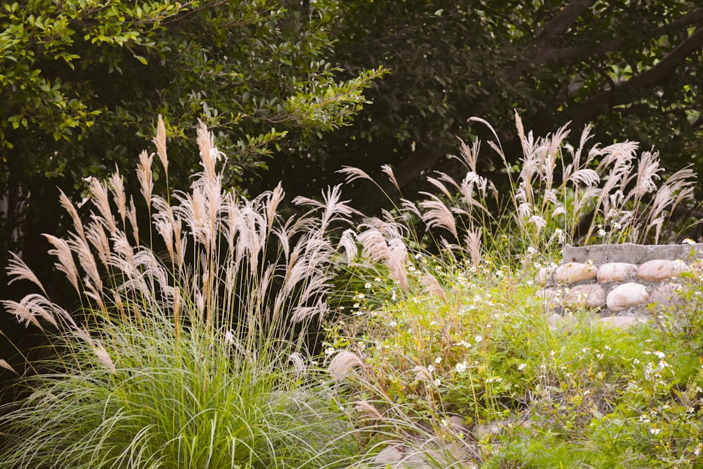 a garden with lots of plants and rocks