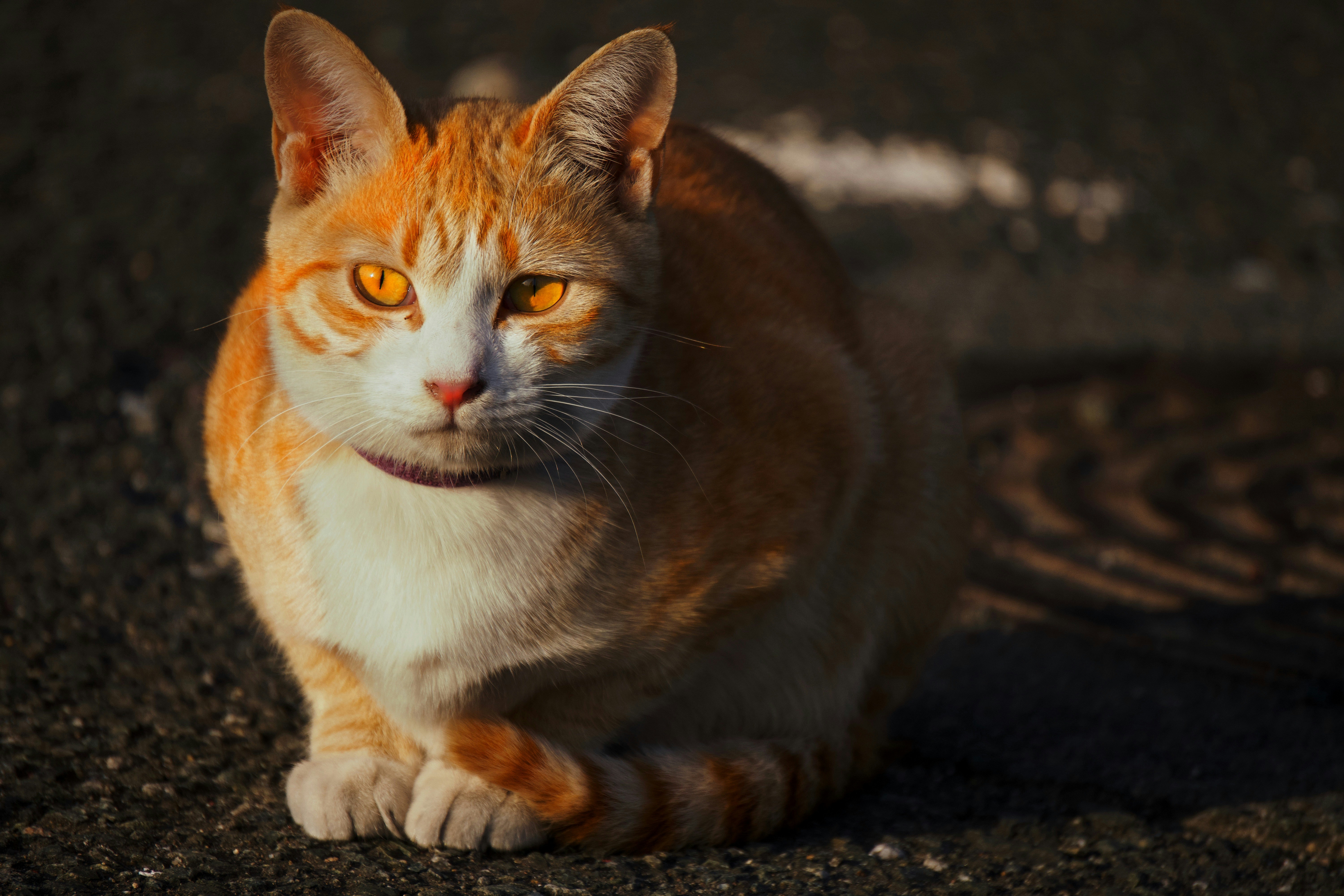 Photo by pravinkhatri870