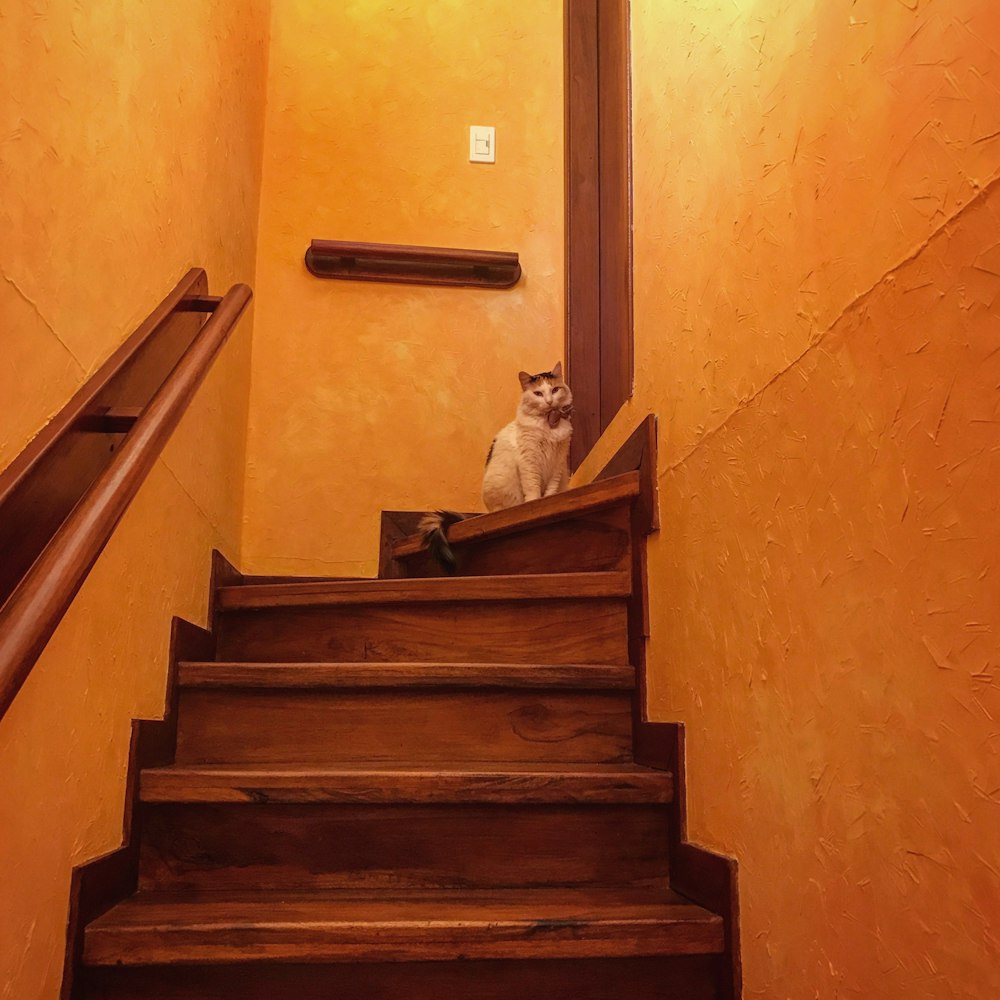 a cat sitting on a set of stairs