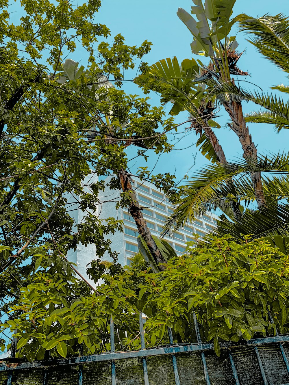 a bird perched on top of a tree next to a tall building