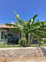 A stone house with a terracotta-tiled roof is partially shaded by large green banana plants. The front porch features a small seating area with a table and chairs. The house is surrounded by well-maintained grass, and a low stone wall is in the foreground against a clear blue sky.