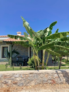 A stone house with a terracotta-tiled roof is partially shaded by large green banana plants. The front porch features a small seating area with a table and chairs. The house is surrounded by well-maintained grass, and a low stone wall is in the foreground against a clear blue sky.