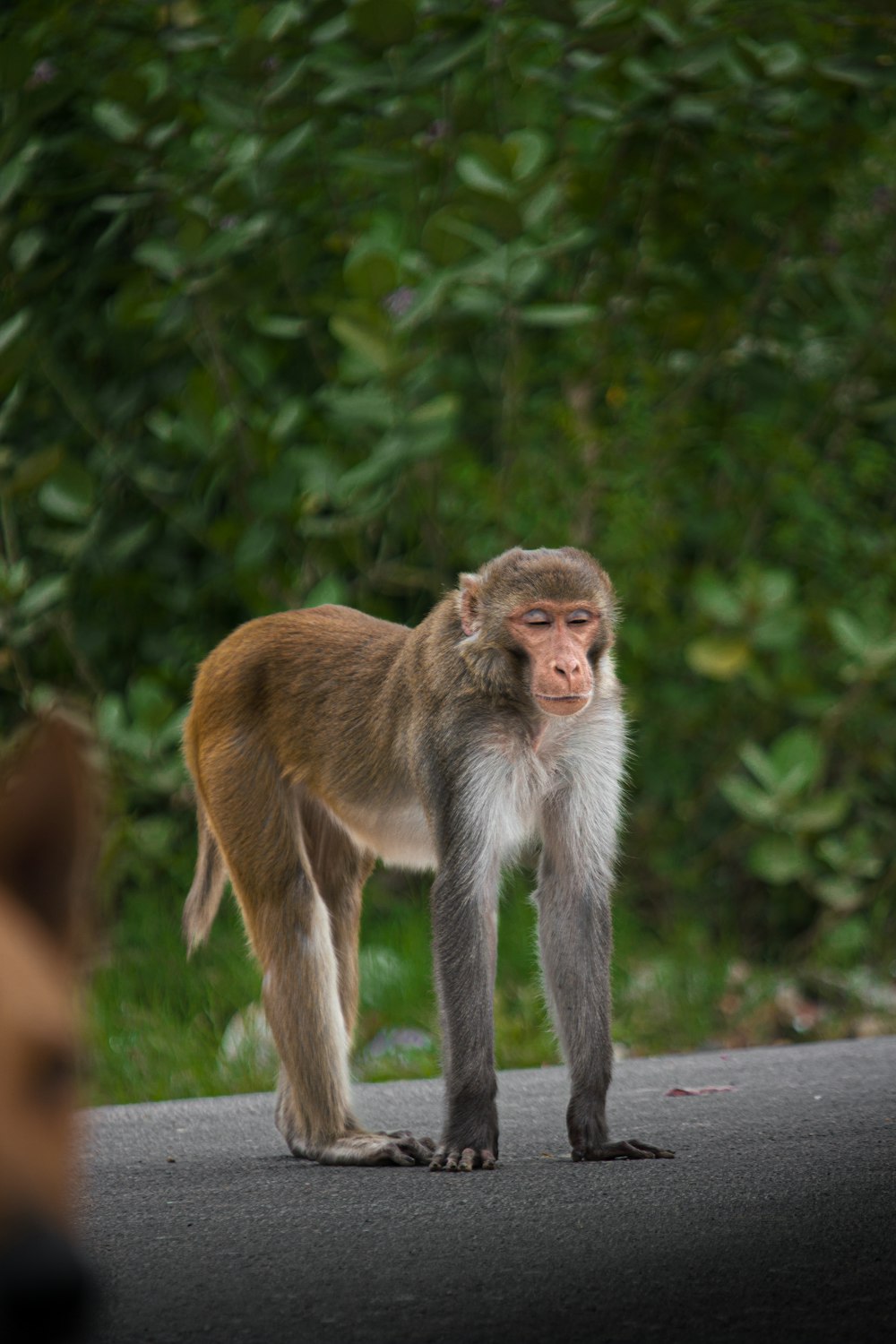 um macaco de pé ao lado de uma estrada