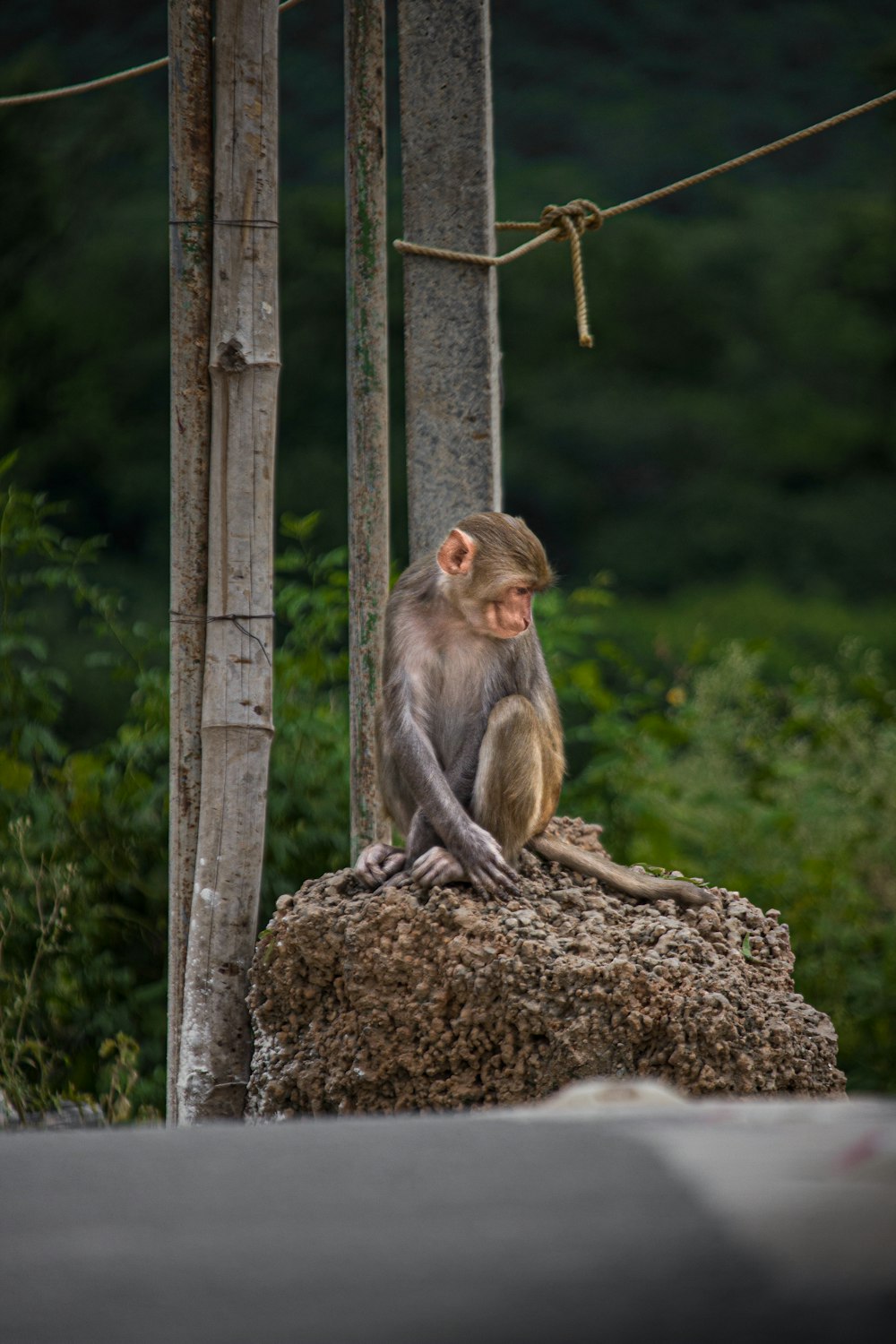 um macaco sentado em cima de uma pilha de sujeira