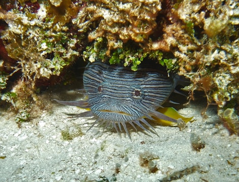 A marine creature with a striped pattern and spines is camouflaged against a rocky underwater environment with algae and coral. The creature has a round, flat appearance, blending well with its surroundings.