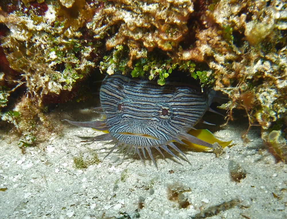 a close up of a small animal on a sandy surface