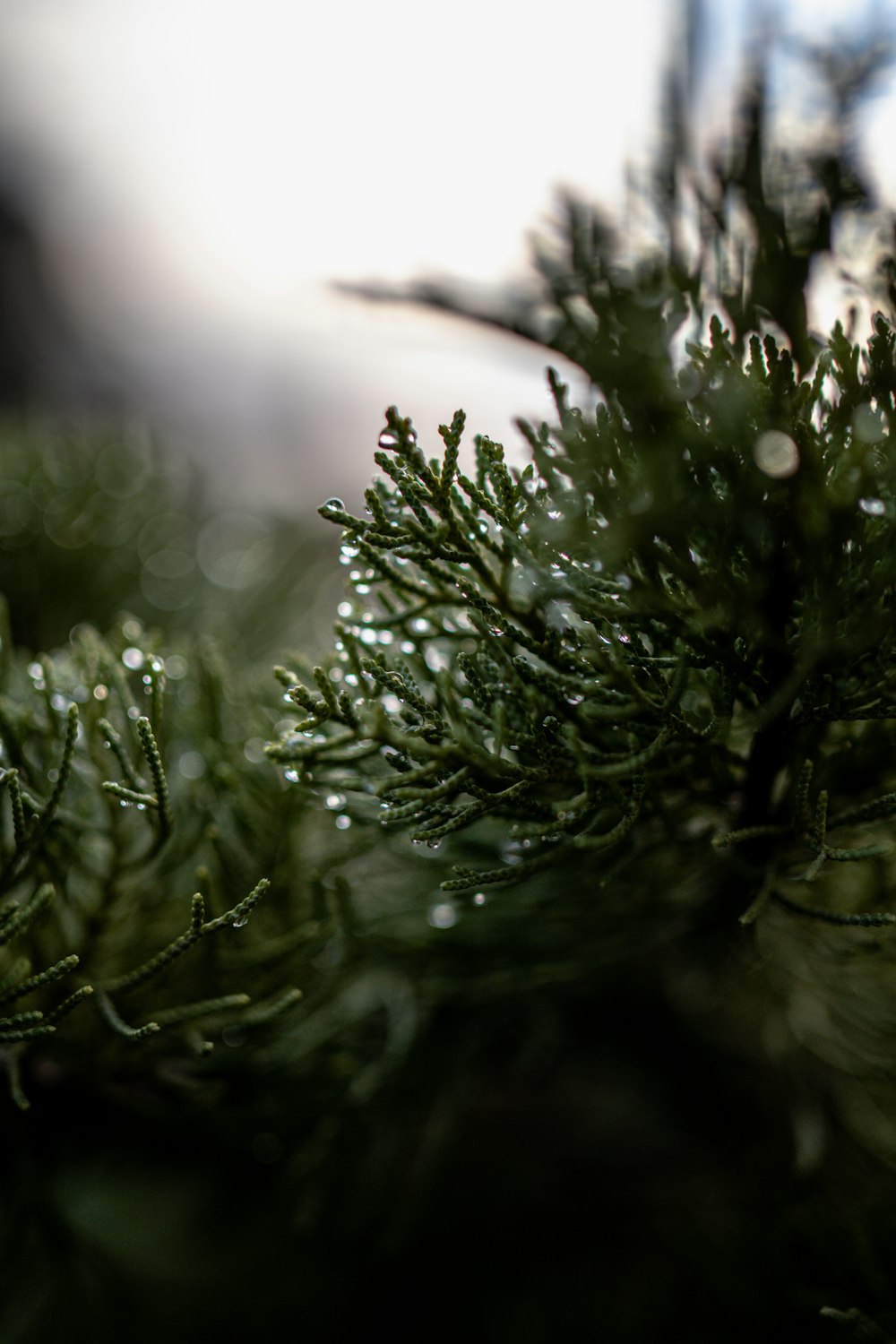 a close up of a pine tree with drops of water on it