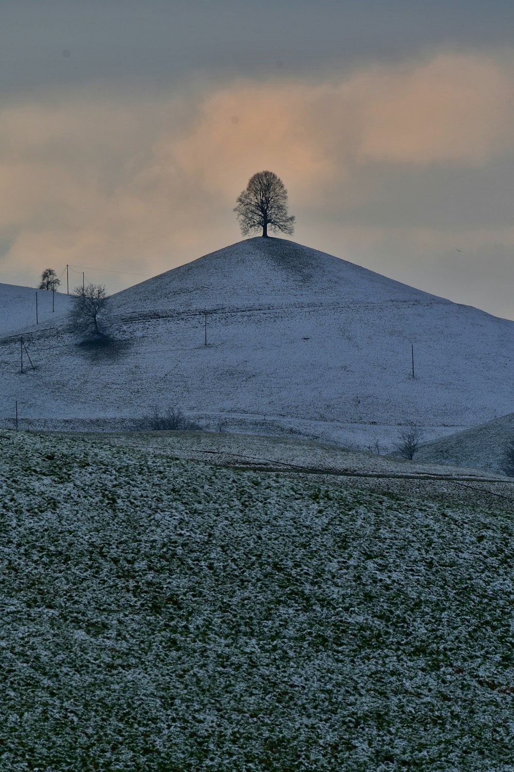 a lone tree on top of a snowy hill