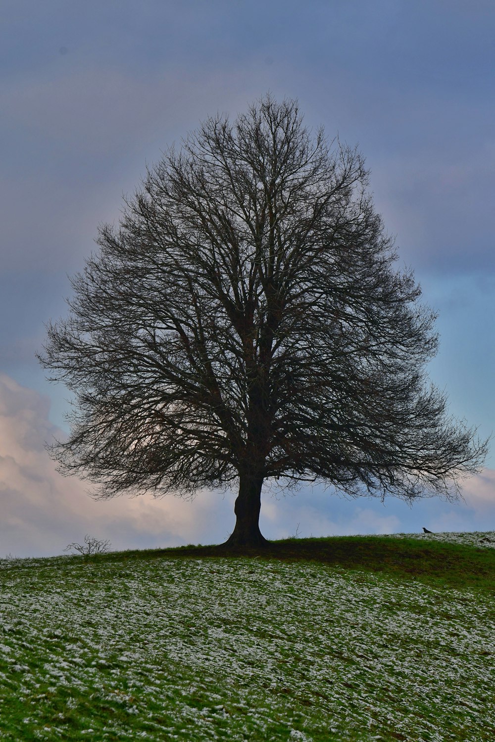 a lone tree on a grassy hill under a cloudy sky
