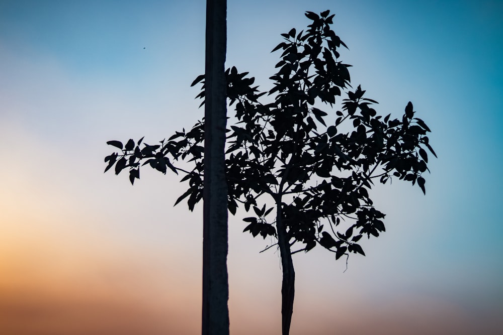 a silhouette of a tree against a blue sky