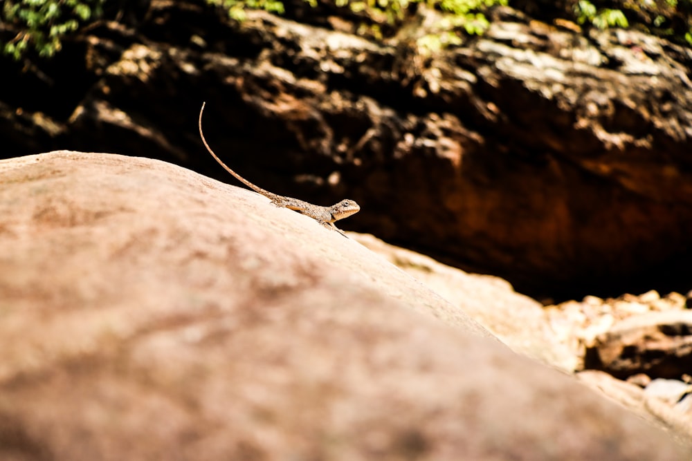 a lizard sitting on a rock in the sun