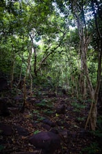 a forest filled with lots of trees and rocks