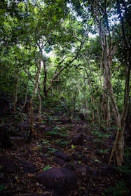 a forest filled with lots of trees and rocks