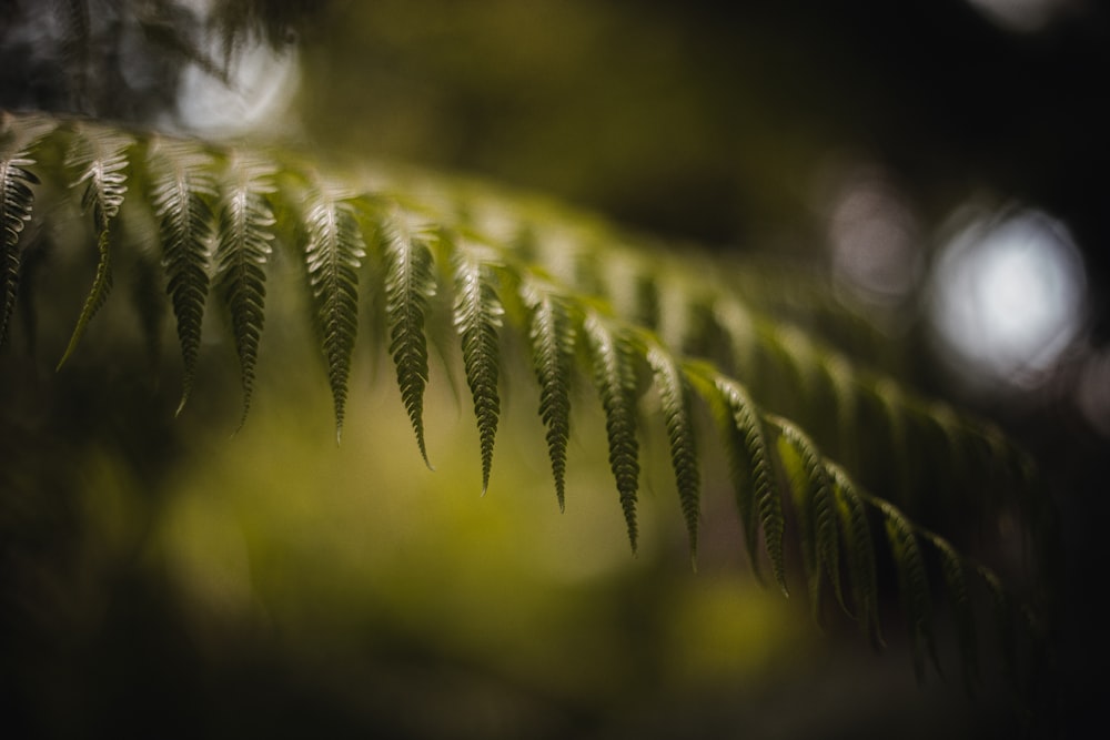 a close up of a green plant with lots of leaves