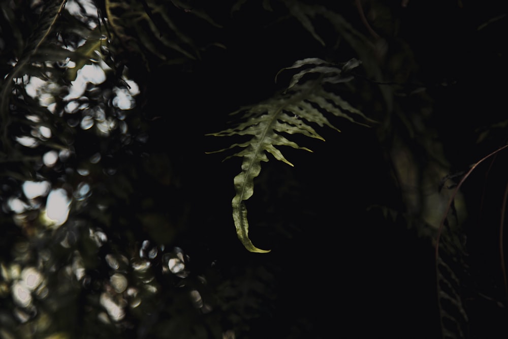 a green plant with long leaves in the dark