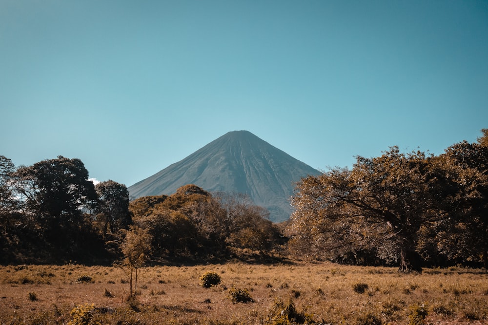 a mountain in the distance with trees in the foreground