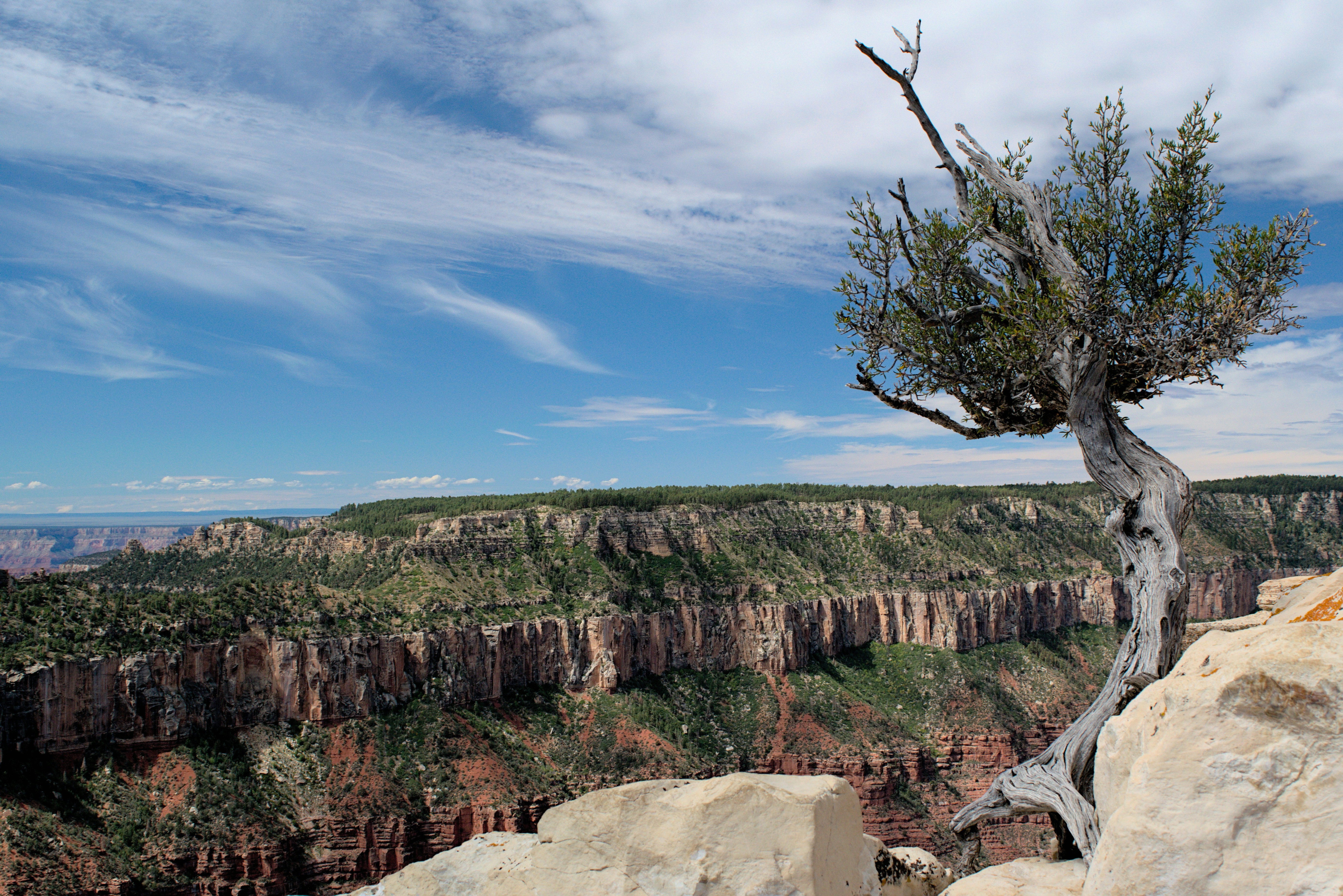 a lone tree on a cliff overlooking a canyon