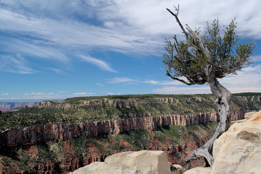 a lone tree on a cliff overlooking a canyon