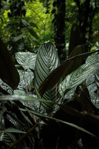 a large leafy plant in the middle of a forest