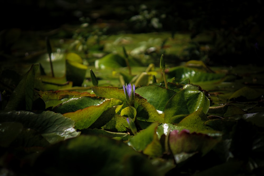 a close up of a purple flower surrounded by green leaves