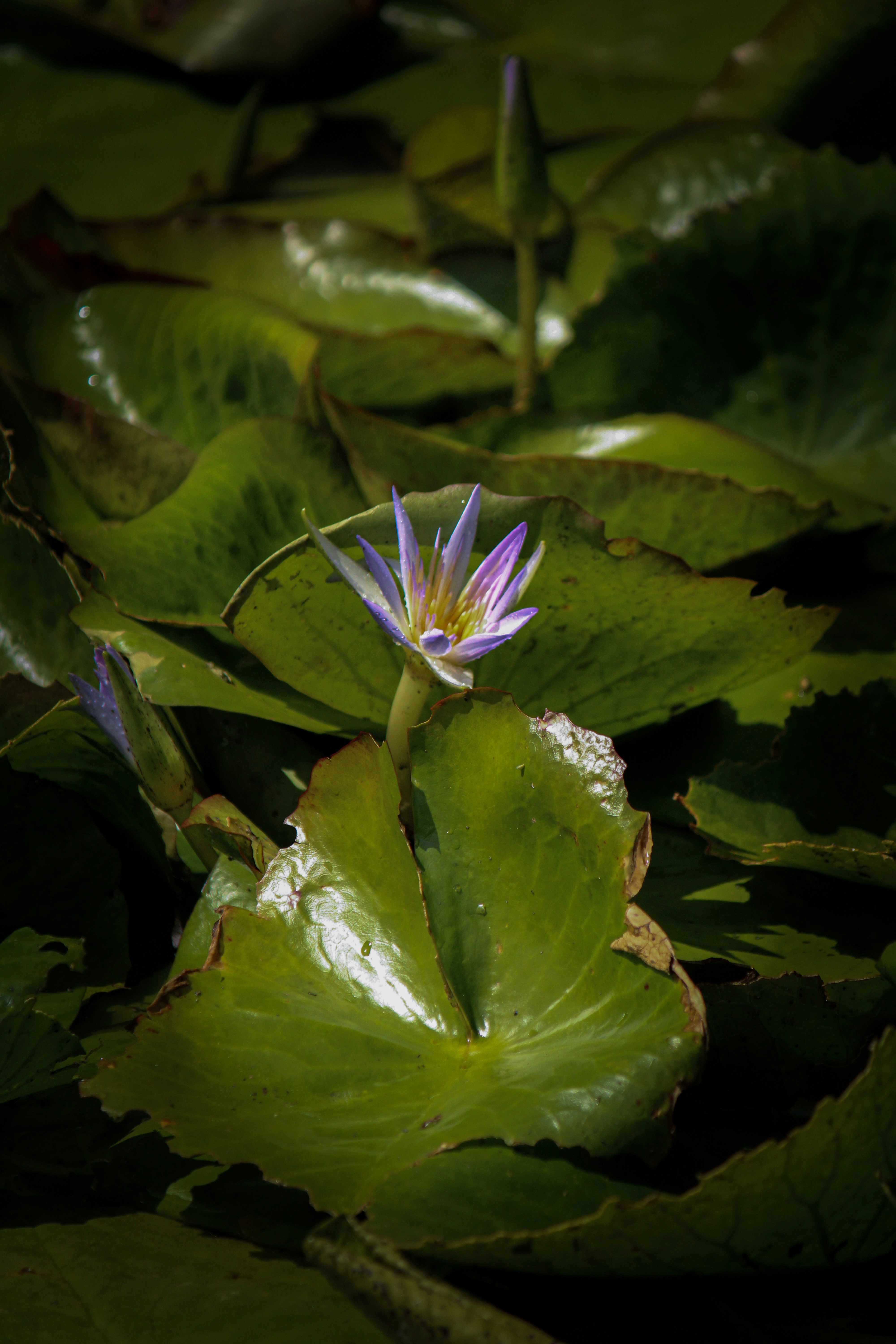 A purple flower sitting on top of green leaves photo – Free Guarulhos ...