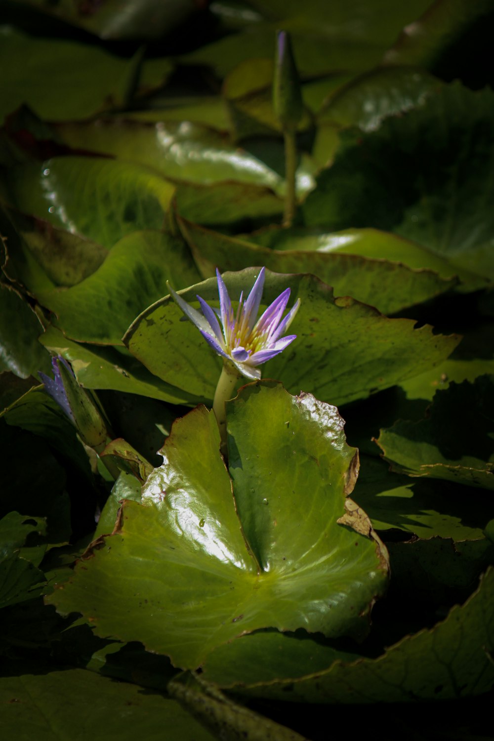 a purple flower sitting on top of green leaves