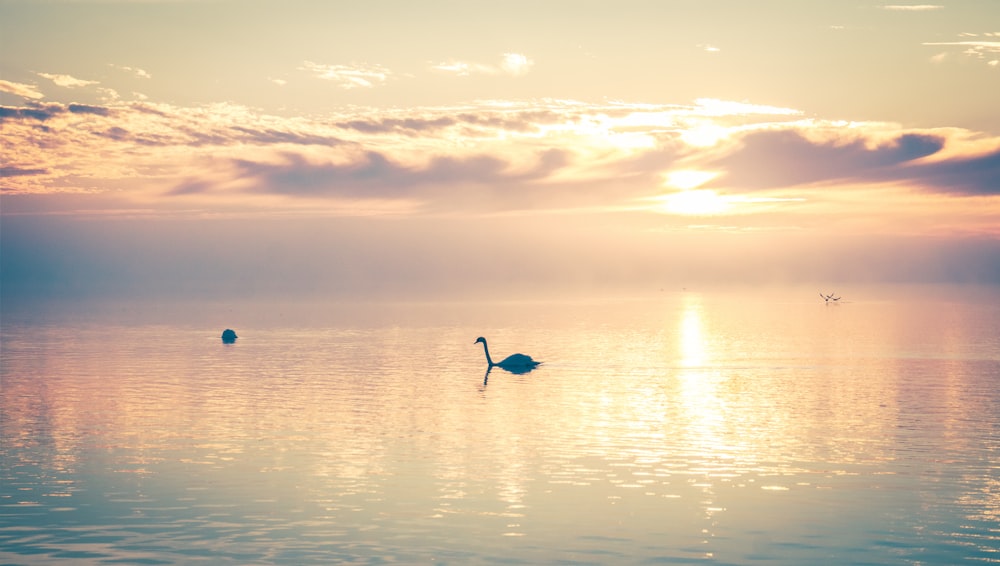 a couple of birds floating on top of a body of water