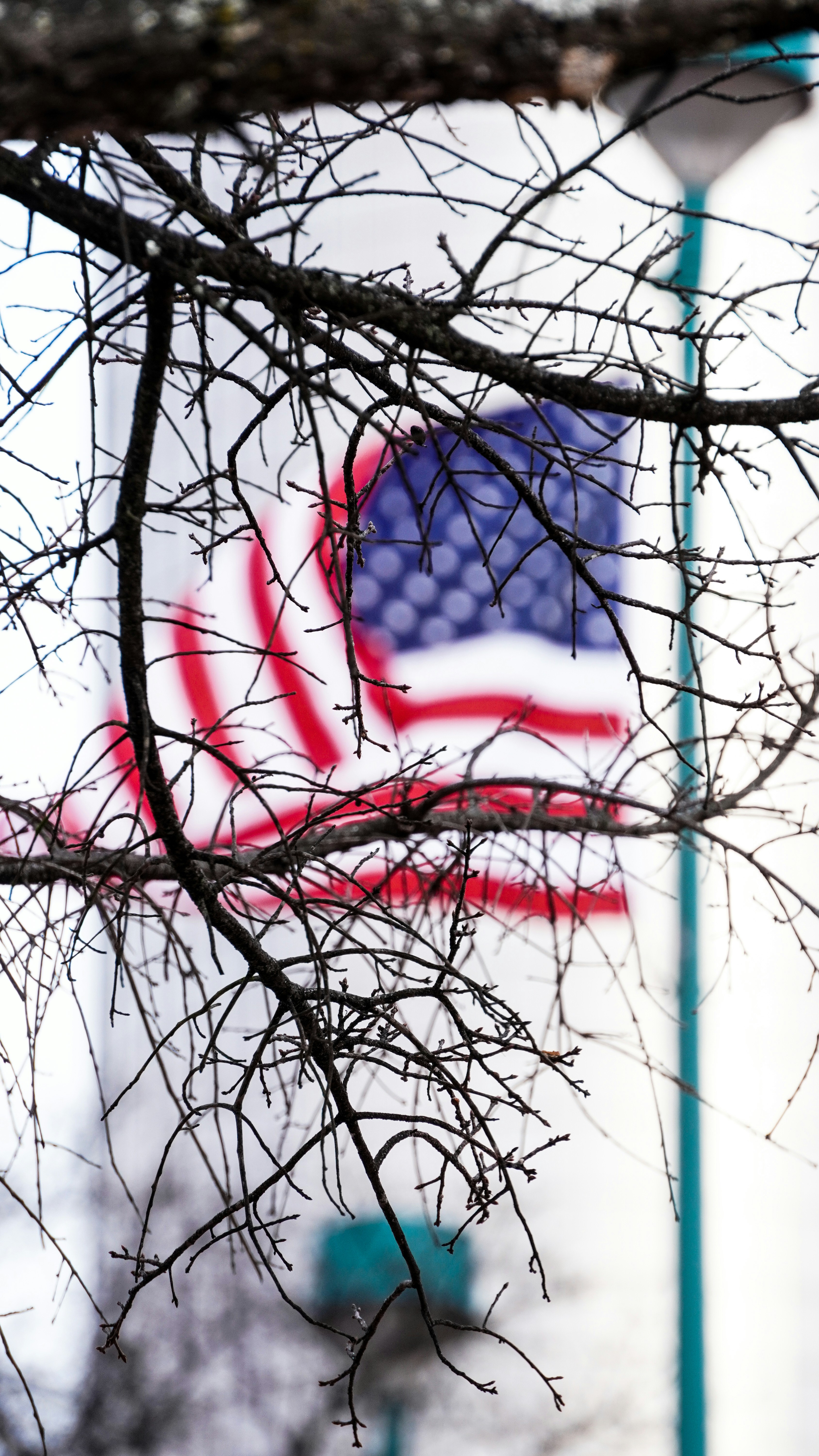 um galho de árvore com uma bandeira americana vermelha, branca e azul no fundo