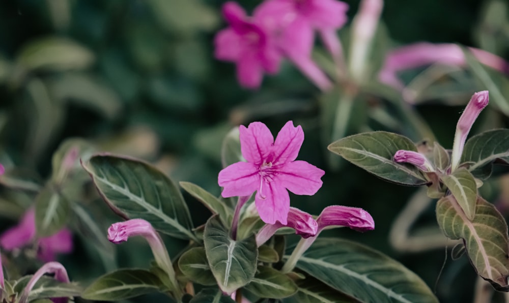 Un primer plano de una flor rosada con hojas verdes