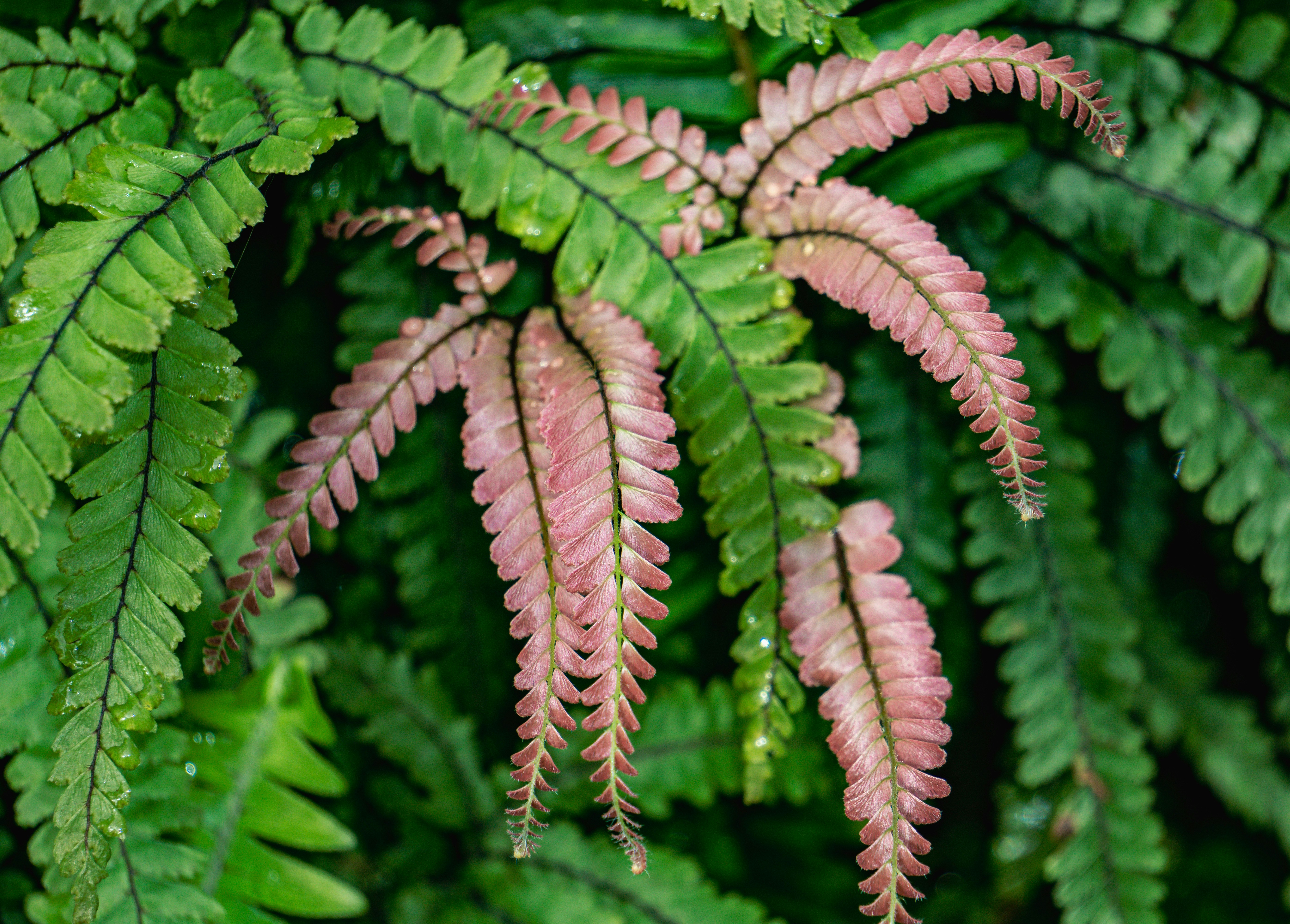 Адіантум (венерин волос) — Adiantum raddianum