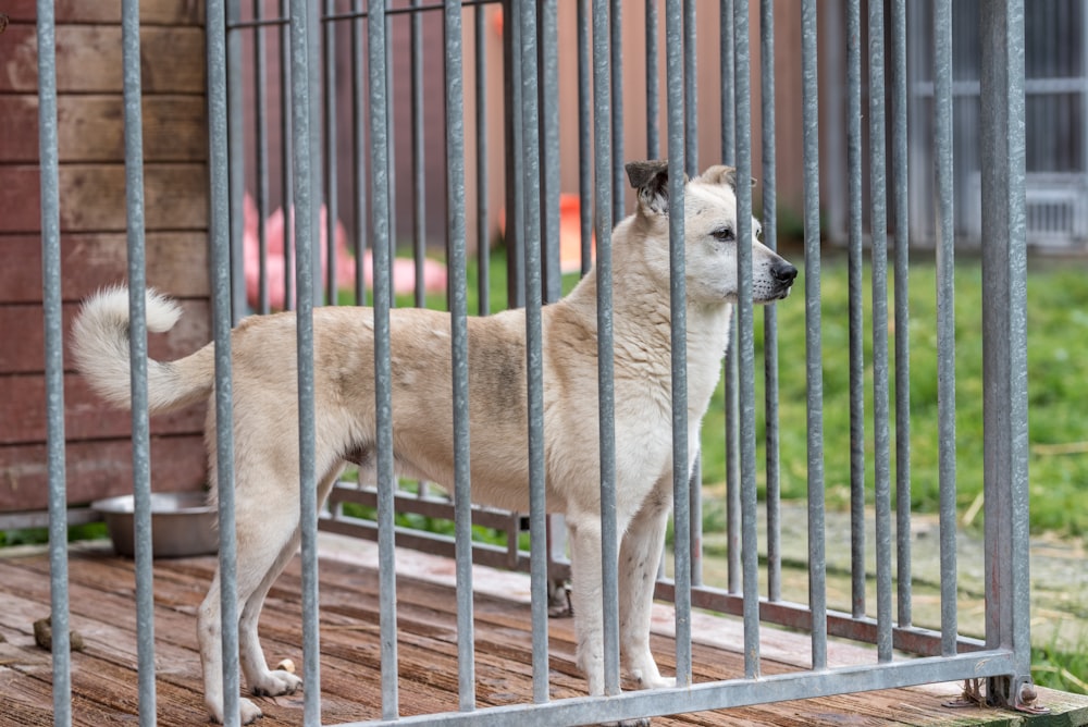 a dog standing behind a metal gate in a yard