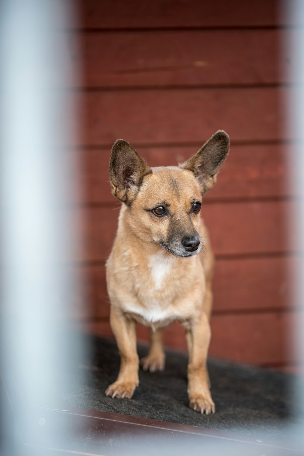 a small brown dog standing on top of a floor