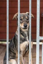 a small dog sitting behind a metal fence