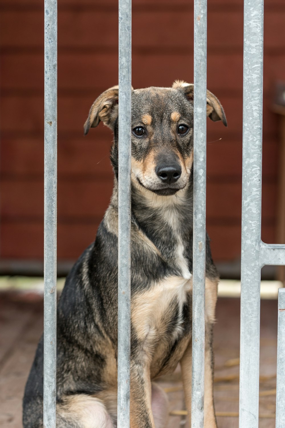 a small dog sitting behind a metal fence