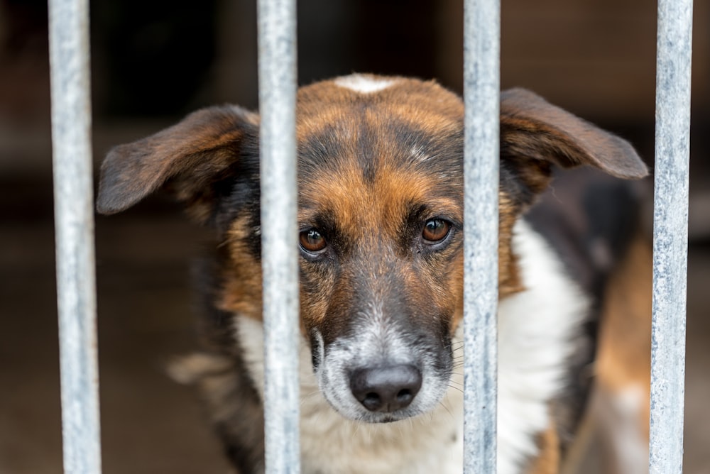 Un cane marrone e bianco dietro una recinzione metallica