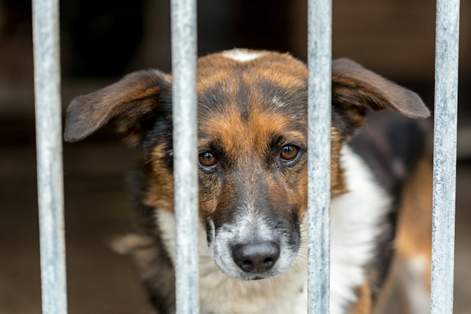 A shelter dog looking out from a kennel run, the kind of intake space a new Clark County animal shelter would add