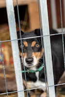 a black and brown dog standing behind a metal fence