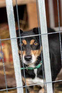 a black and brown dog standing behind a metal fence